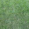 Icon Zoysia