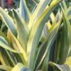 lemon lime dracaena