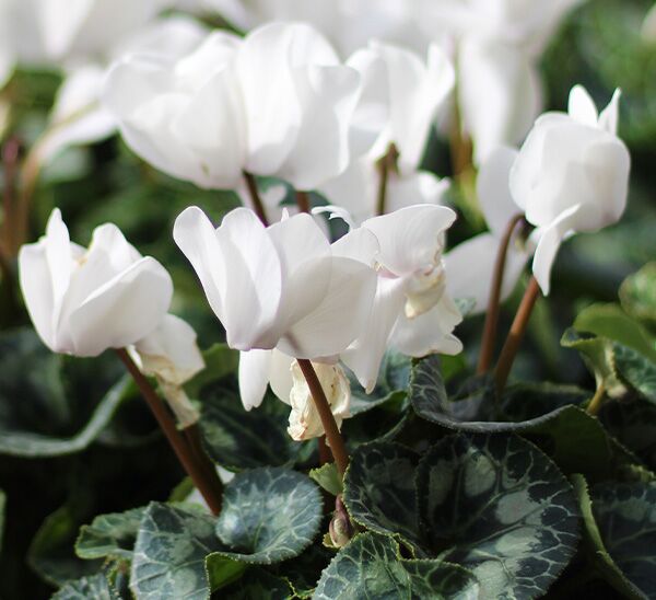 white cyclamen blooms