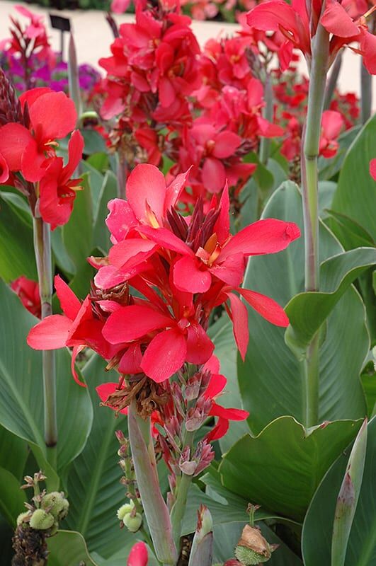 cannova red shades canna