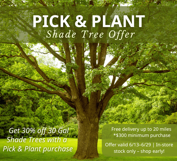 Link to Pick & Plant Shade Tree Offer  product page