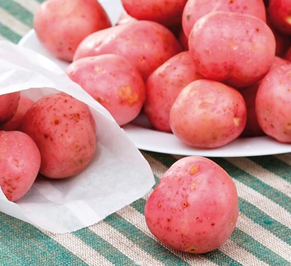 Red Norland Potato