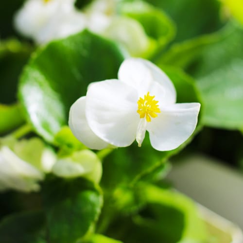 begonias