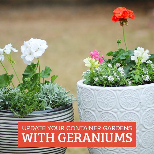 geraniums gardens