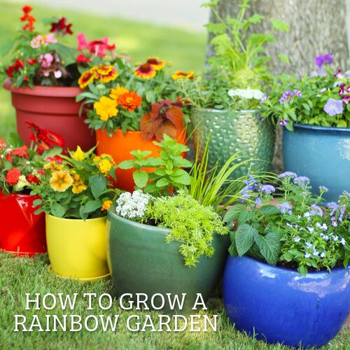 rainbow gardening