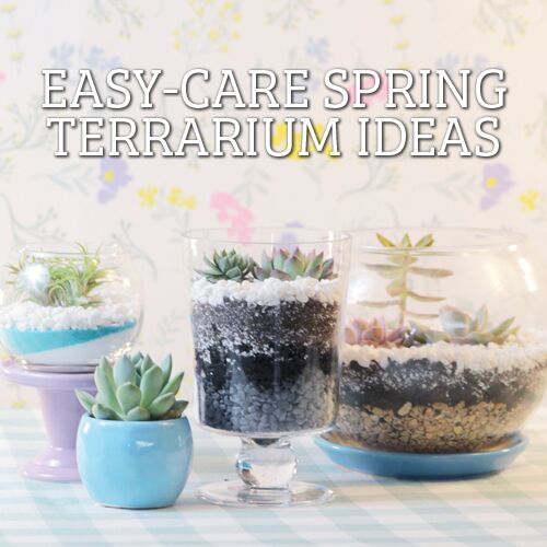 Easy-Care Spring Terrarium Ideas