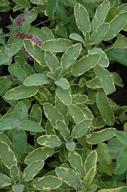 icterina golden sage