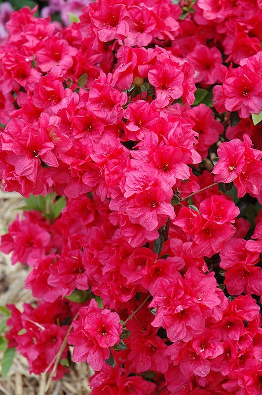 Hershey's red azalea