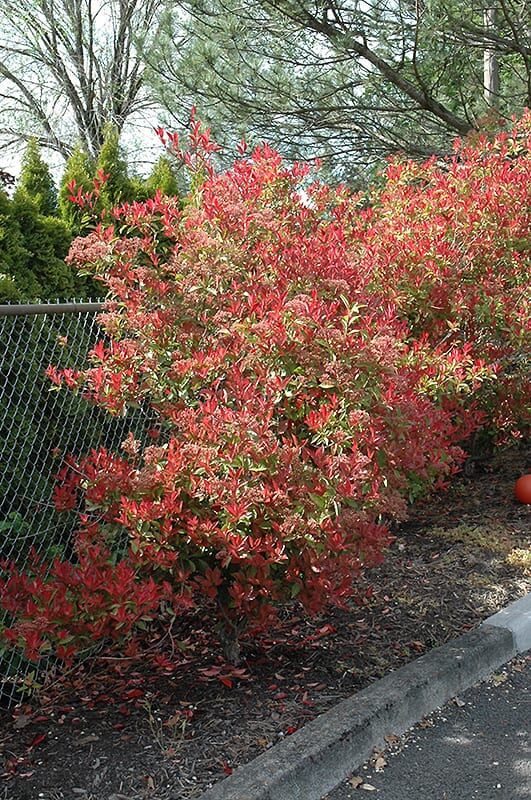 fraser photinia