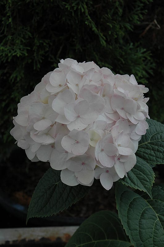 blushing bride hydrangea