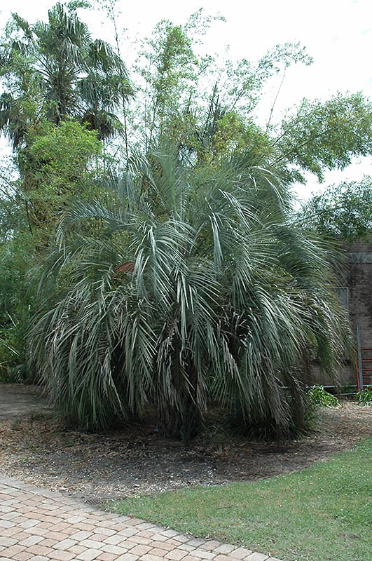 jelly palm