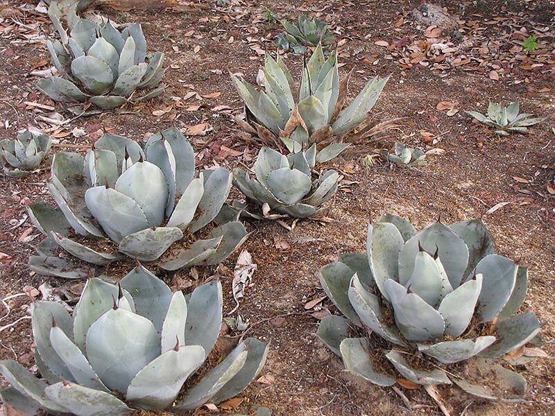 artichoke agave