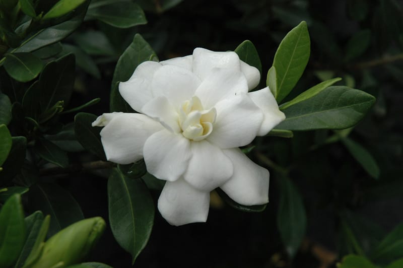 double mint gardenia