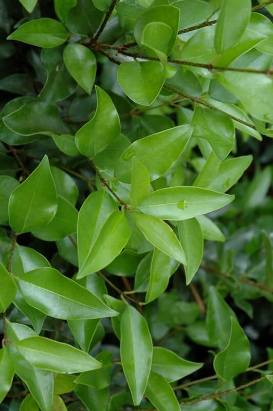 curled leaf Japanese privet