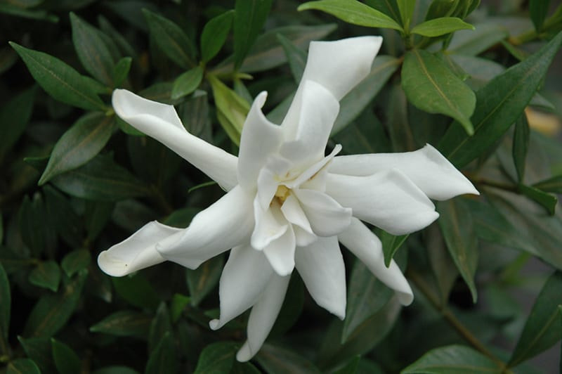 frost proof hardy gardenia