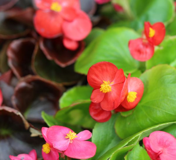 Begonias