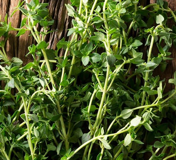 english thyme