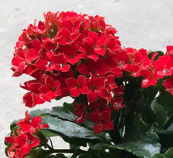 Kalanchoe flowers in red