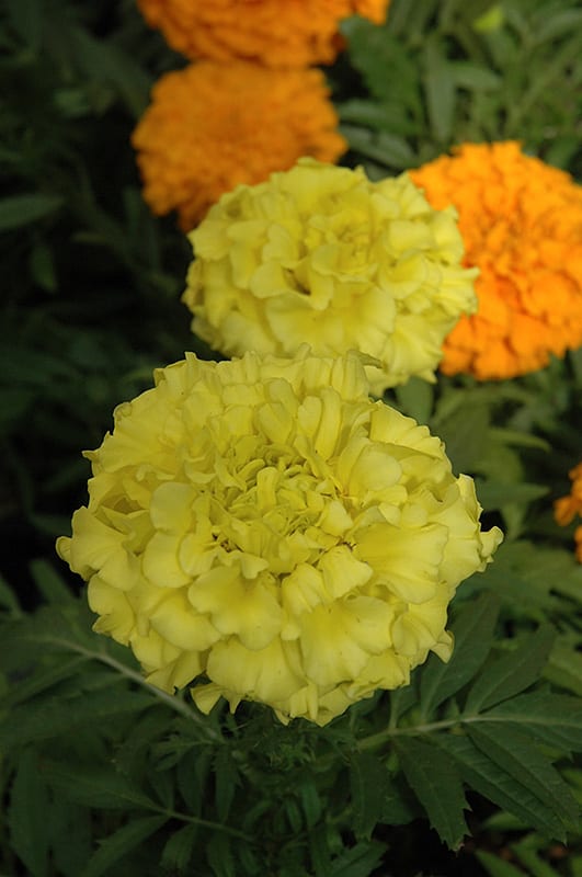 Taishan Yellow Marigold