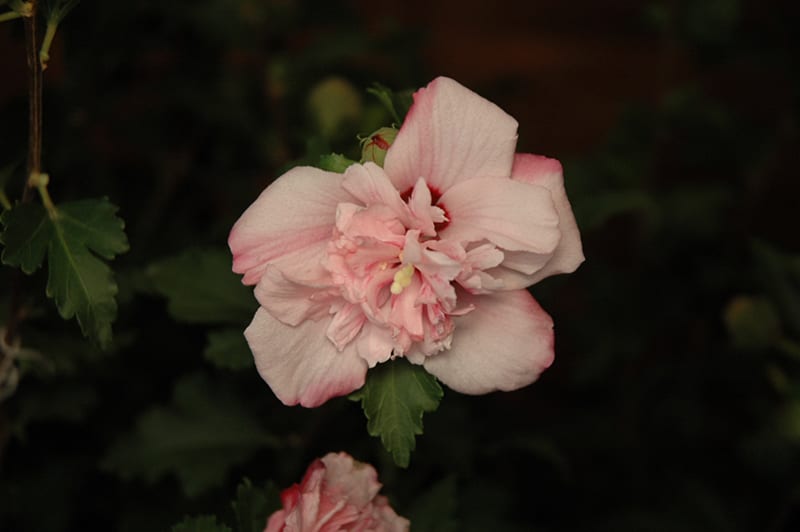 Peppermint Smoothie Rose of Sharon