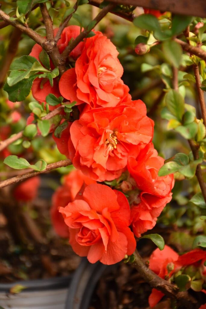 Double Take Orange Flowering Quince