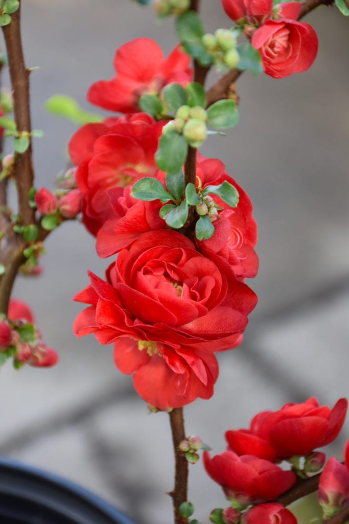 Double Take Scarlet Flowering Quince