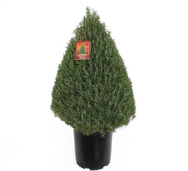 Rosemary Cones Tabletop 5 gallon