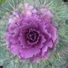 Ornamental Cabbage Photo 1