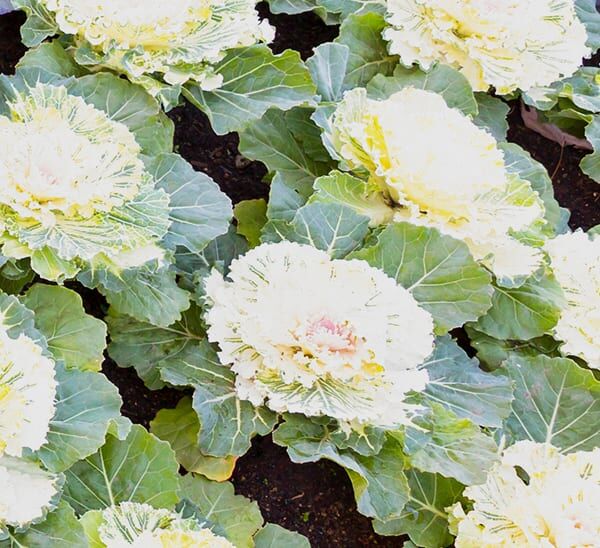 Ornamental Cabbage White Foliage
