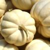 Mini White Pumpkin Photo 1