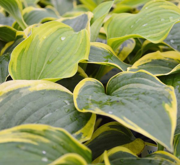 Hosta