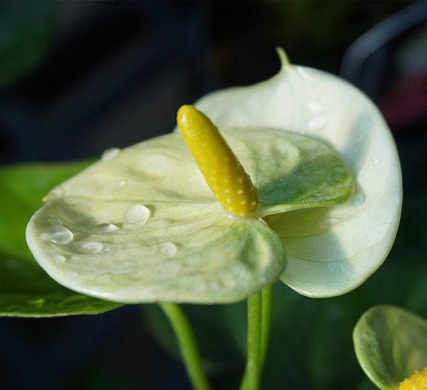 Anthurium