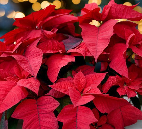 Poinsettias