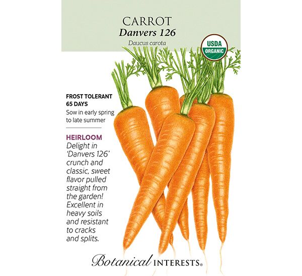 Danvers 126 Carrot Seeds Photo 1