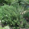 Tuscan Blue Rosemary Photo 1