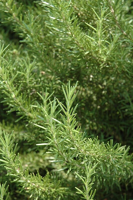 tuscan blue rosemary