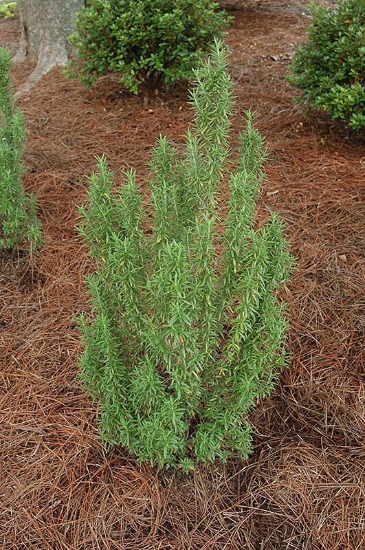 upright rosemary