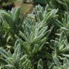 French Lavender Photo 1