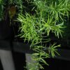Sprengeri Asparagus Fern Photo 1