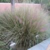 Pink Muhly Grass Photo 1