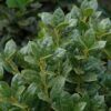 Dwarf Burford Holly Photo 1