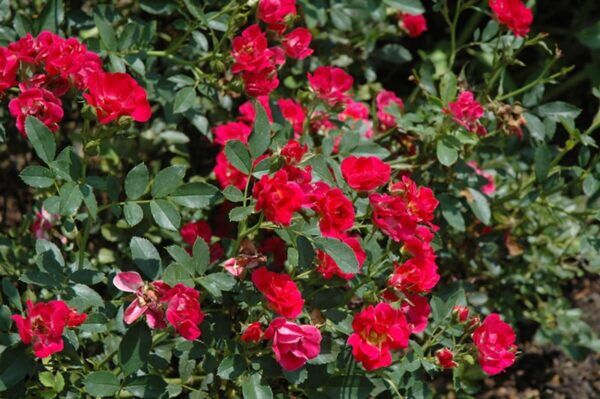 red drift rose