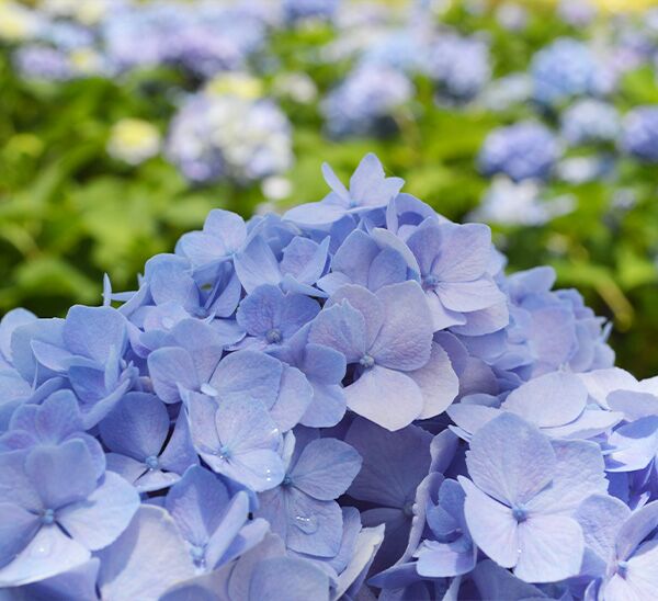Nantucket Blue™ Hydrangea