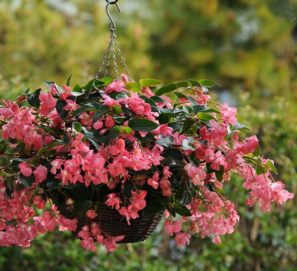 Dragon Wing Begonia