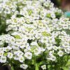 Alyssum Photo 1