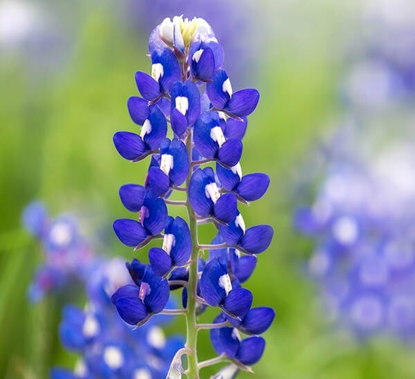 Bluebonnet Photo 1