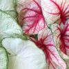 Caladium Photo 1