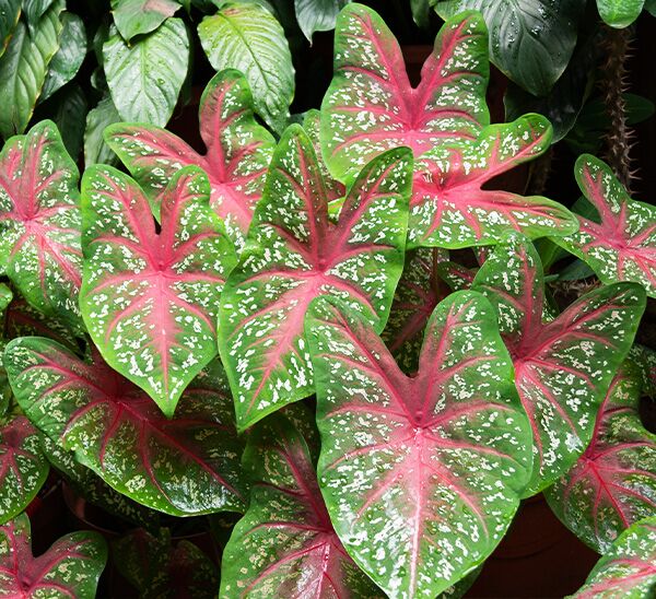 Caladiums