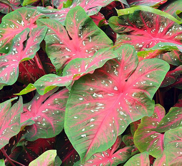 Caladiums