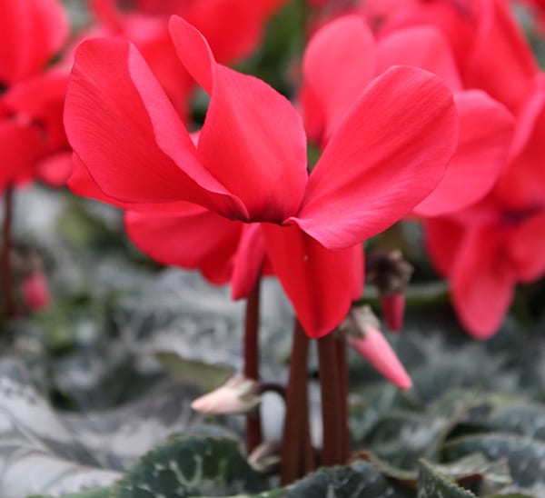 Cyclamen red blooms